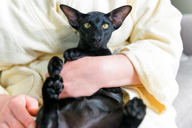 Black oriental cat and woman