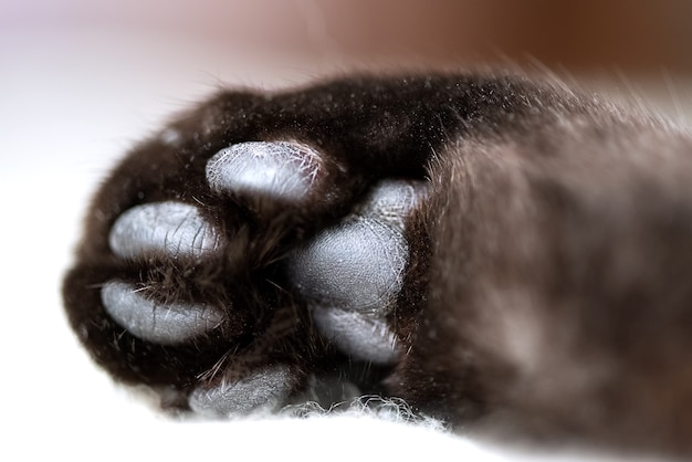 Black pads on the cat's paw close up