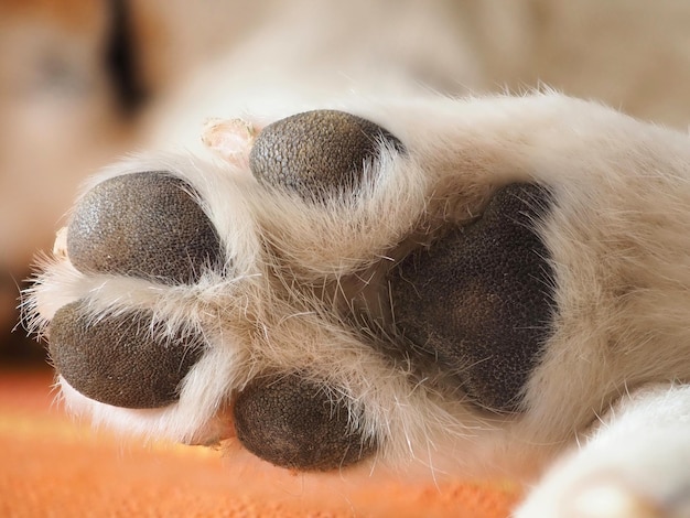 犬の足のクローズ アップの黒いパッドと白い毛