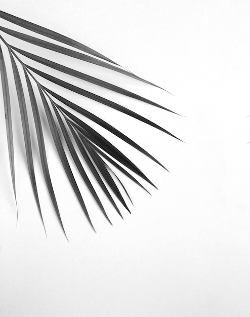 Black palm leaf on the light background. Copy space.