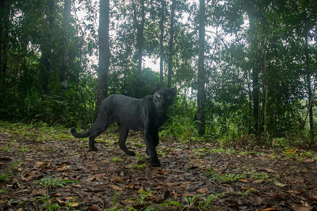 写真 森の中のクロヒョウまたはヒョウ、ヒョウ（メラニスティック）、カメラトラップで撮影。