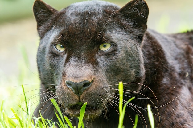 Black panther with green eyes lies in the grass