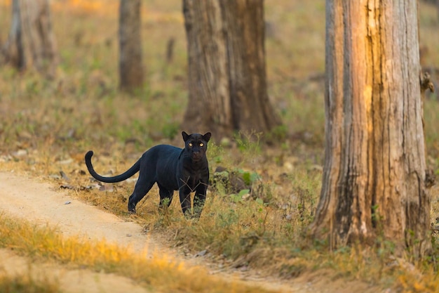 Photo the black panther