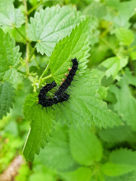 Black Peacockeye butterfly caterpillars Aglais io formerly Inachis io closeup sitting on nettle