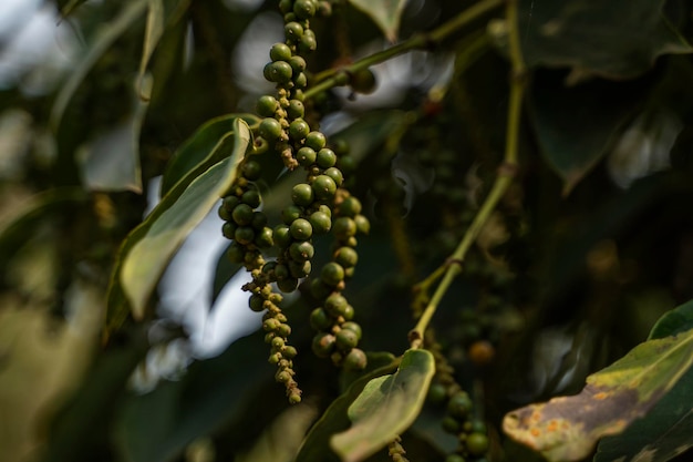 Photo black pepper plants growing on plantation in asia ripe green peppers on a trees