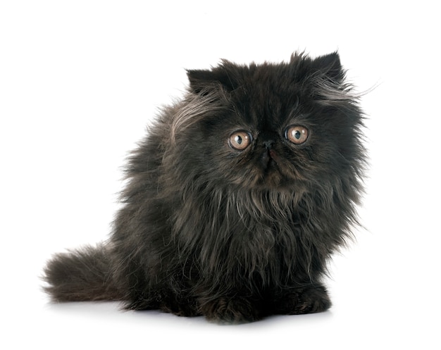 black persian kitten