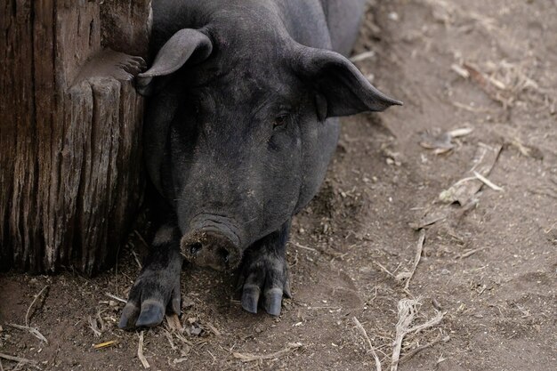 Black pig bred in farm sty with selective focus