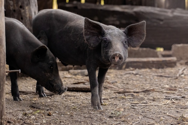 Black pig bred in farm sty with selective focus