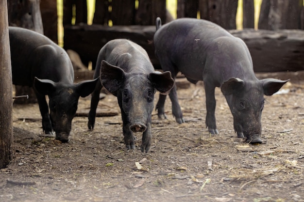 Black pig bred in farm sty with selective focus