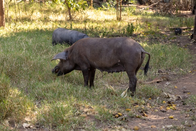 Black pig bred in farm sty with selective focus