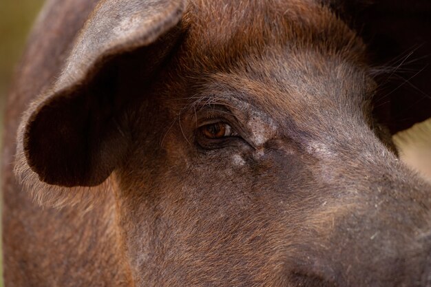 Black pig bred in farm sty with selective focus