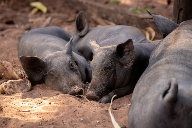 Black pig bred in farm sty with selective focus