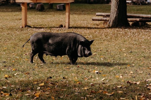 a black pig on the grass