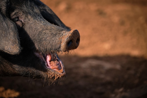 Black pig with dirty face on ground