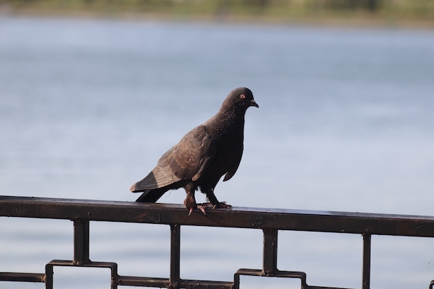 a black pigeon walks by the lake on a sunny day a black domestic pigeon walks free