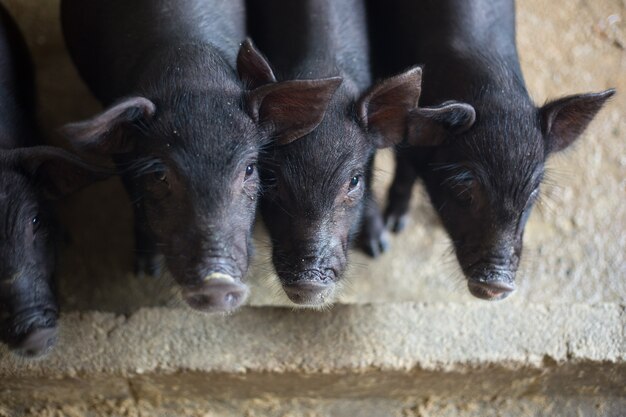 Photo black piglet in the cage.