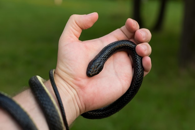 男の腕のクローズアップに包まれた黒い毒ヘビ