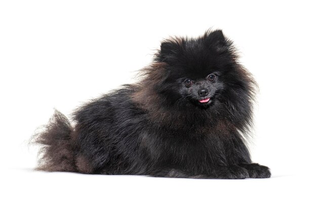 白い背景でリラックスする黒いポメラニアン犬