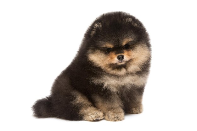 Cucciolo di pomerania nero