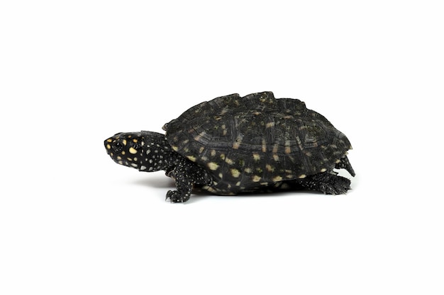 Черная прудовая черепаха или черепаха Geoclemys hamiltonii крупным планом, вид сбоку