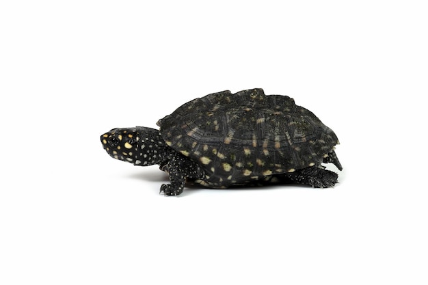 Black pond turtle or Geoclemys hamiltonii turtle closeup from side view