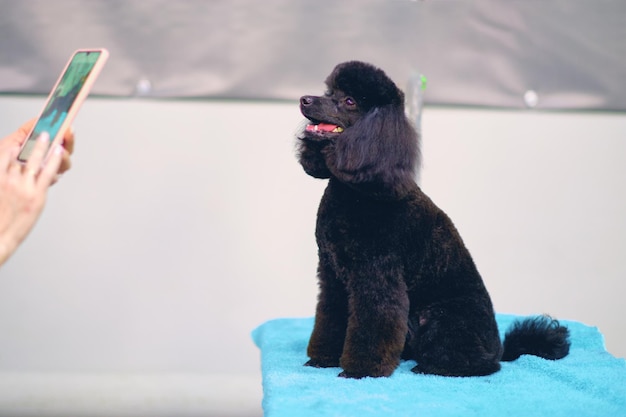 A black poodle dog poses for a photo shoot after a haircut