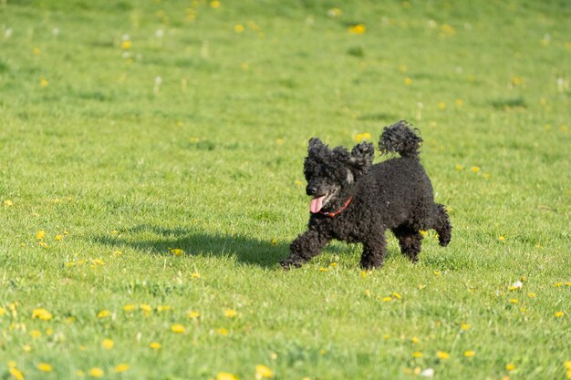 A black poodle dog runs across a green meadow on a spring afternoon