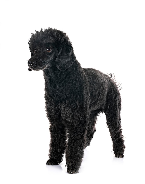 Black poodle in front of white background