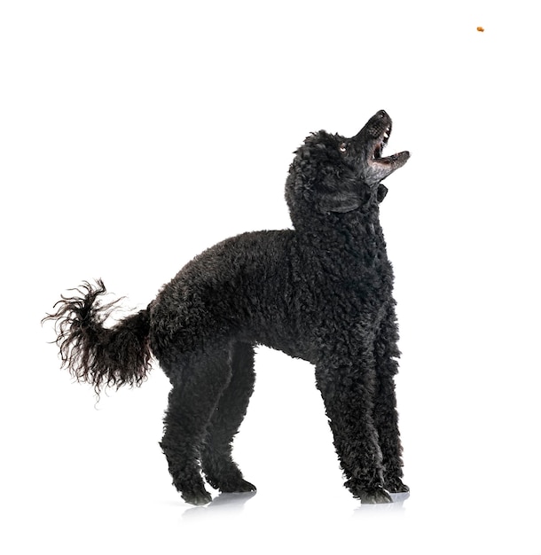 Black poodle in front of white background