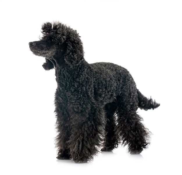 Black poodle in front of white background