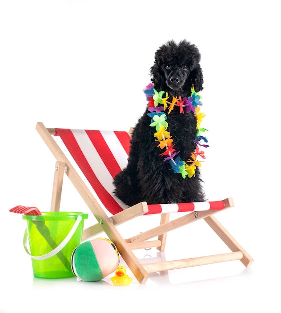 Black poodle in front of white background