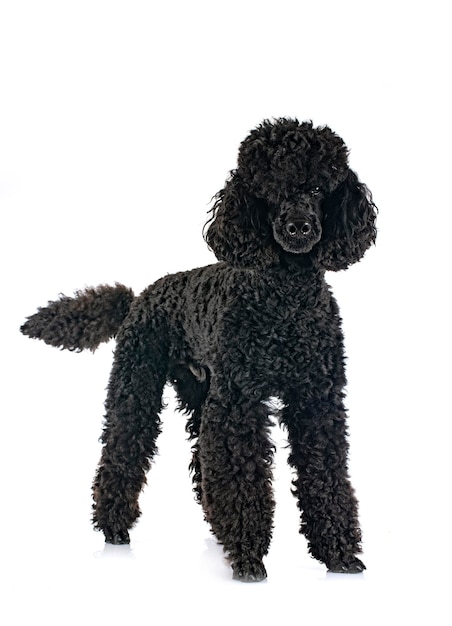 Photo black poodle in front of white background