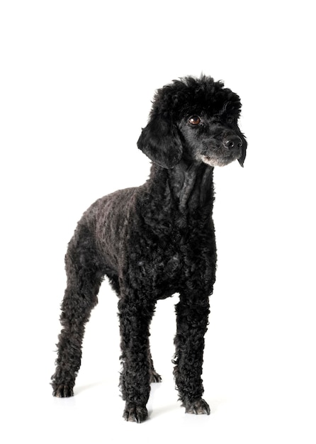 black poodle in front of white background