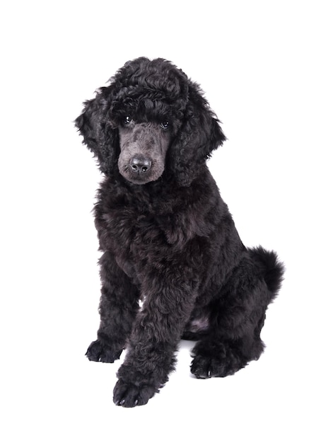 黒いプードルの子犬