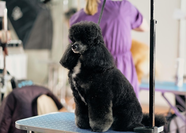 A black poodle sits on a grooming table