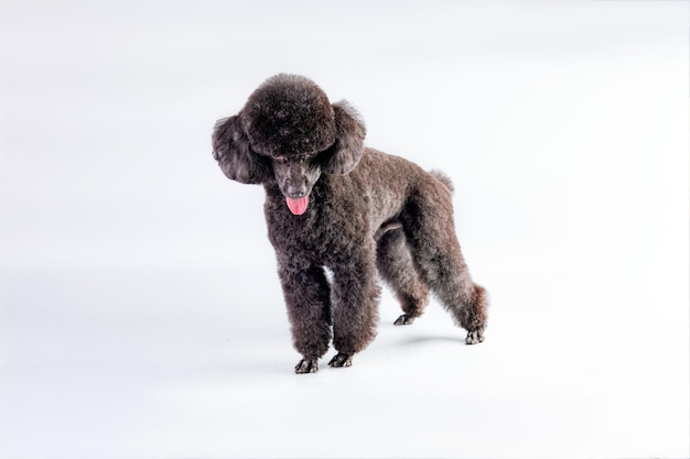 Black poodle standing looking down