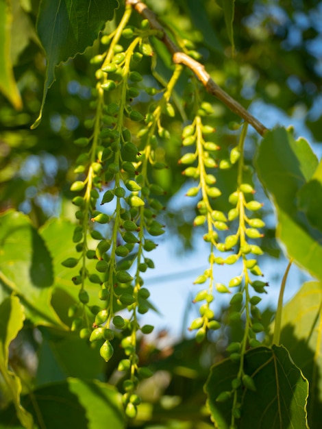 Black poplar Populus nigra blooms in Greece