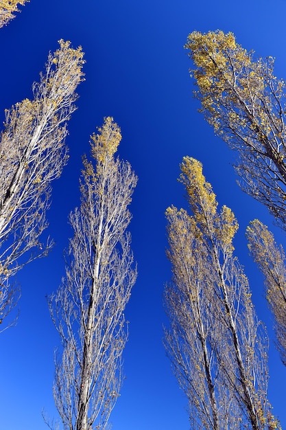 단풍과 푸른 하늘이 있는 검은 포플러(Populus nigra)