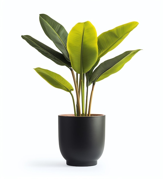 Photo black pot with beauty plant on a white background