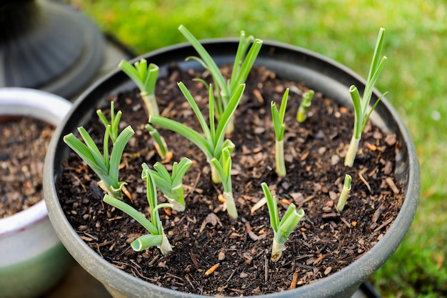 A black pot with a few garlic plants in it