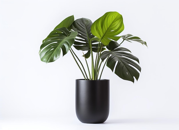 Black pot with Monstera plant on a white background