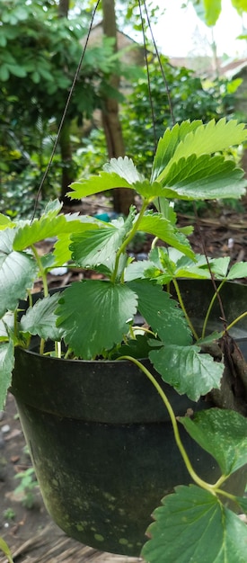 A black pot with a plant in it that says'the word'on it '