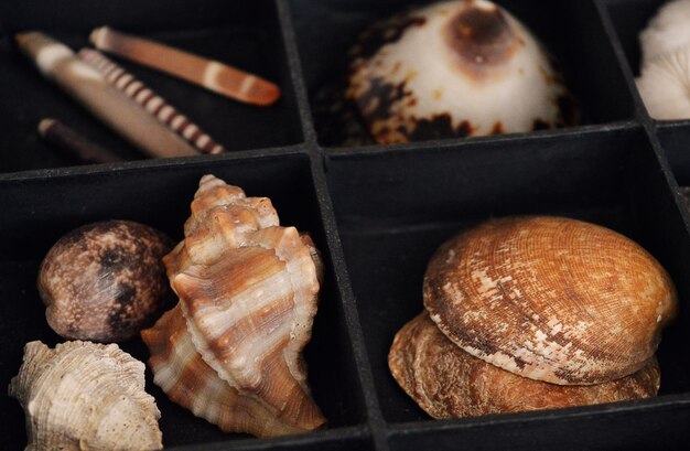 Black printer's tray with seashells