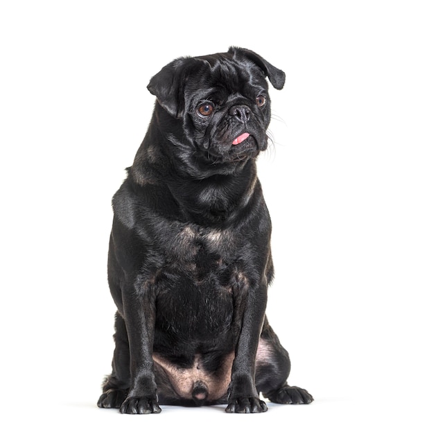 Black Pug dog sit in front showing its tongue isolated on whit