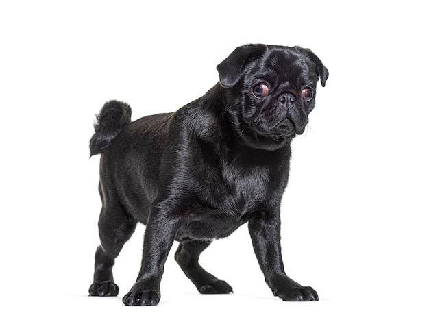 Black Pug dog standing in front and looking at the camera isolated