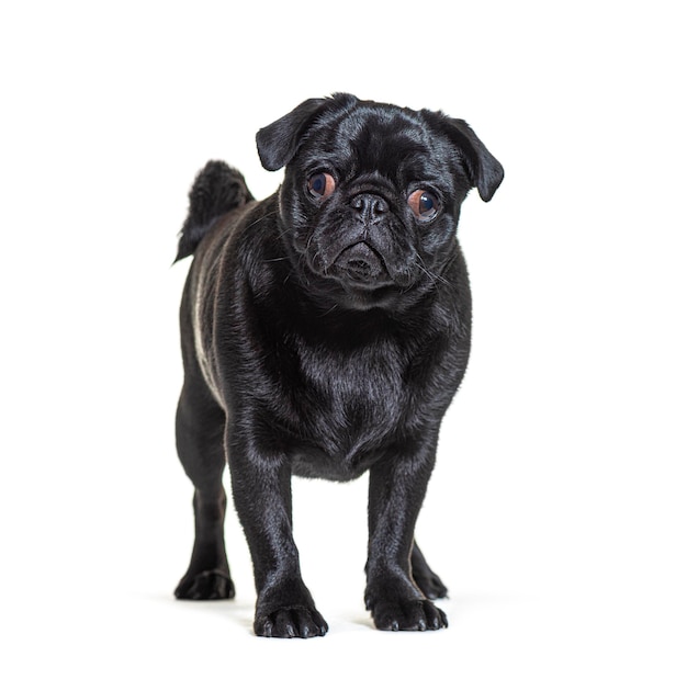 Black Pug dog standing in front and looking at the camera isolated