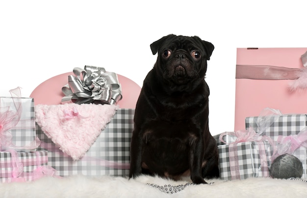 Black pug dog with Christmas gift boxes