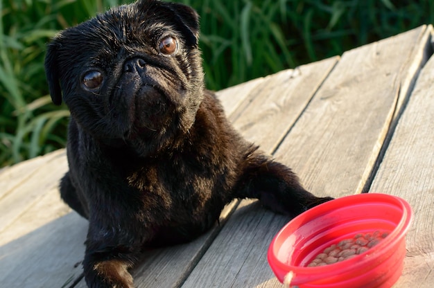 Black pug is waiting for the order to begin eating.