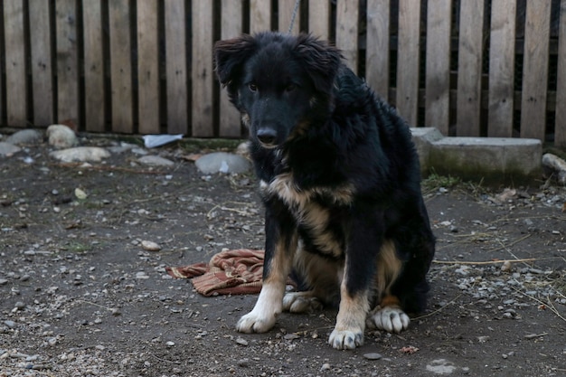 Photo a black puppy in chains