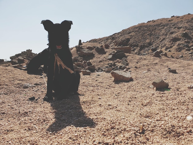 Foto cuccino nero nel deserto